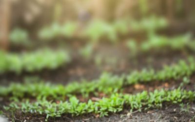 What surfaces can you lay artificial grass? Unlock the Versatility of Artificial Grass: Surfaces Beyond Soil