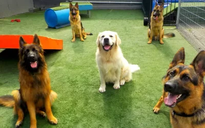 【Pet Column- DOGS 】 Fake Grass VS. Real Grass