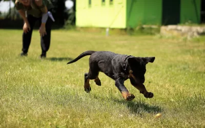 How to Get Dog Urine Out of Fake Grass: A Simple Solution