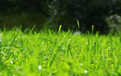 How to Properly Maintain Your Artificial Grass