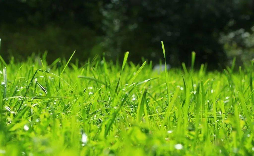 How to Properly Maintain Your Artificial Grass