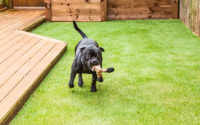 How to create a dog friendly backyard