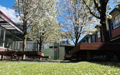 Can Installing Artificial Grass Boost Your Property’s Value?
