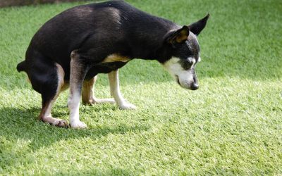 Pet Owners’ Guide: Is Artificial Grass Safe for Dog Pee and Poop?